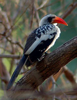 From the Tanji River Bird Reserve archive.