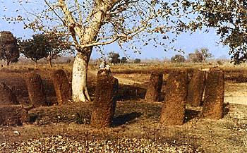 Stone circles at Wassu in The Gambia