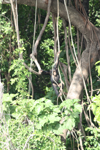 Chimpanzee