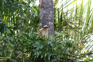 Red Colobus Monkey