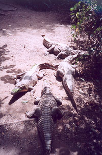crocodiles