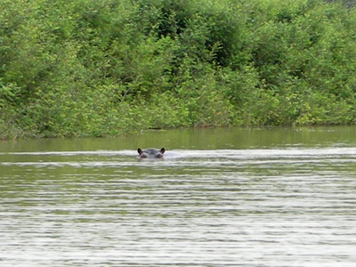 Hippopotamus