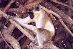 Monkey